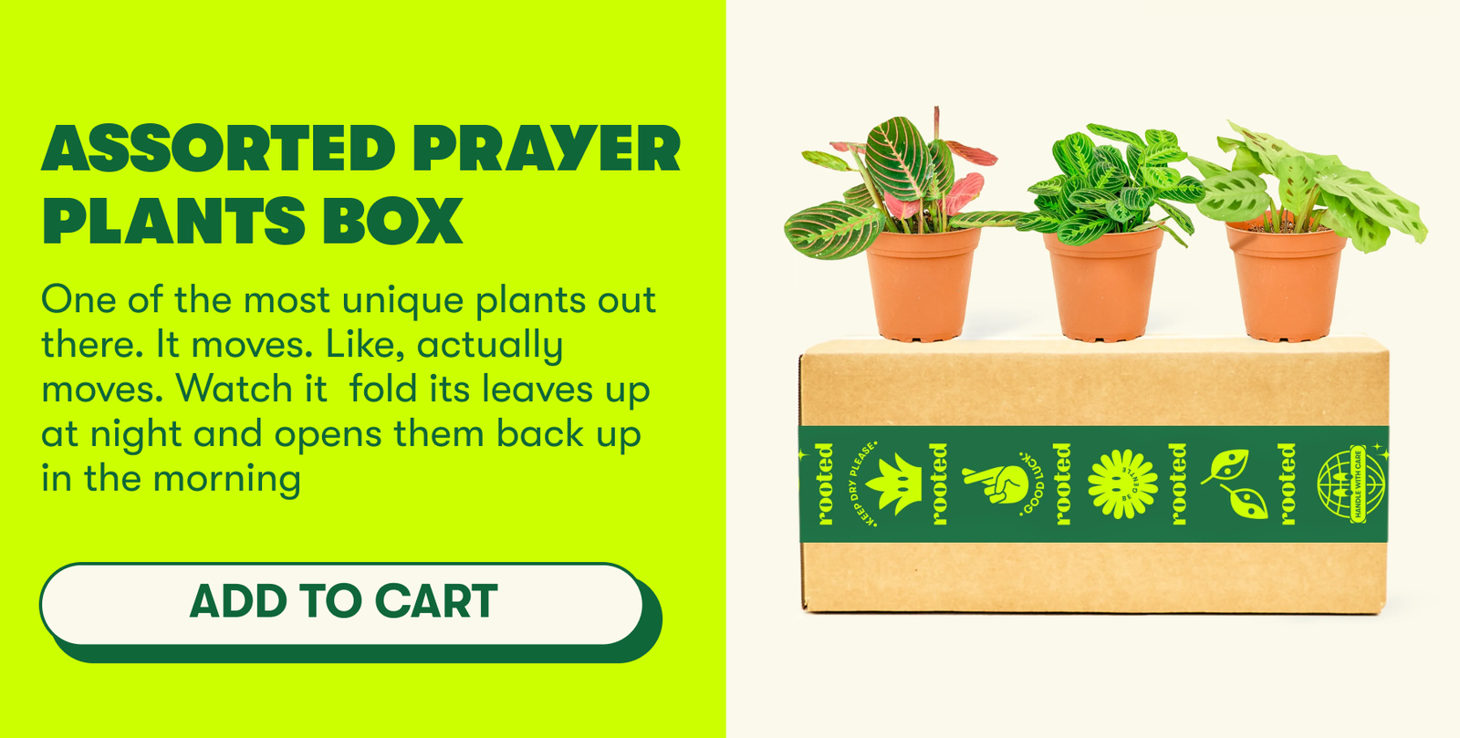 Assorted Prayer Plants Box