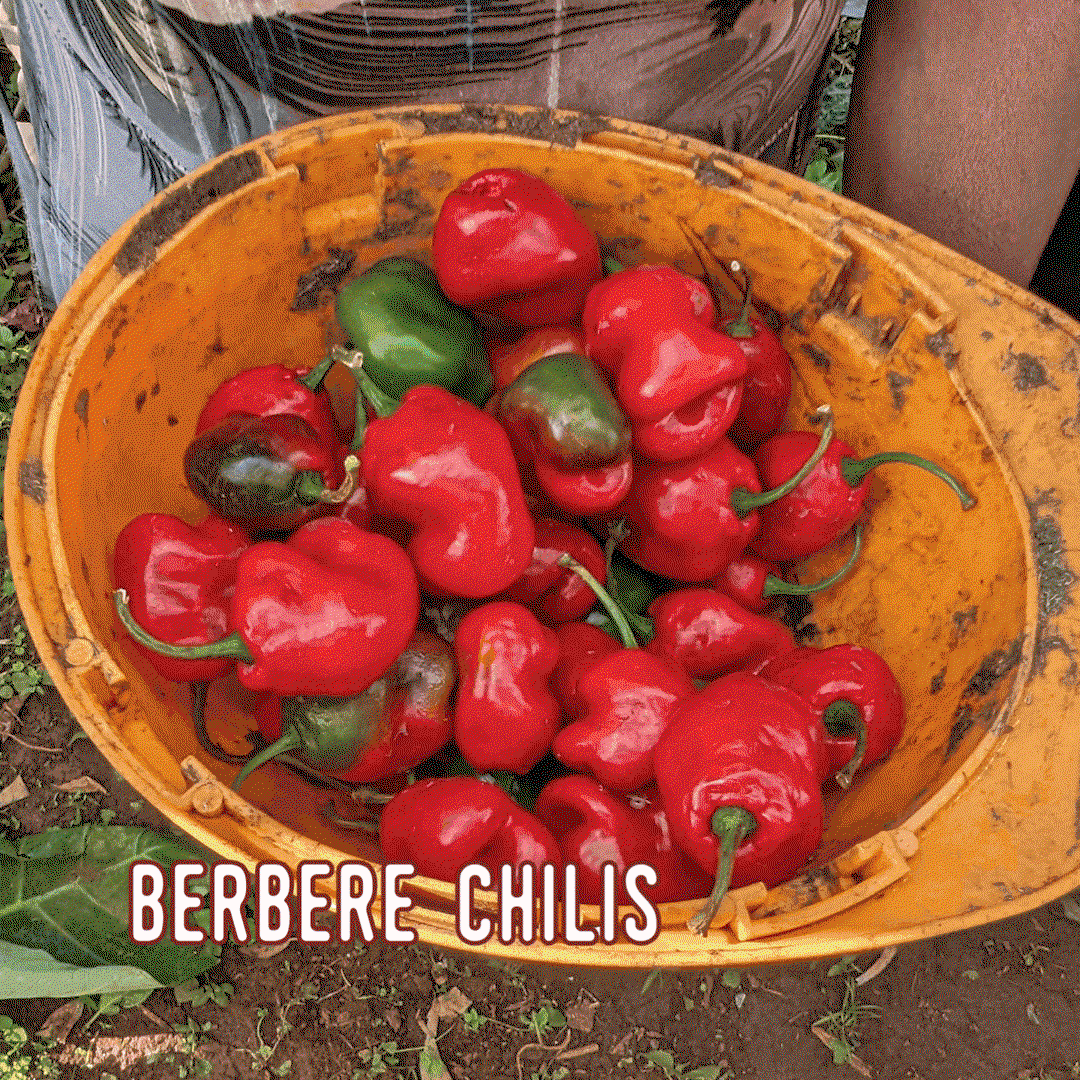 berbere