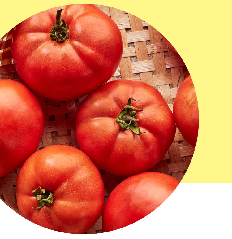 Tomato Plants