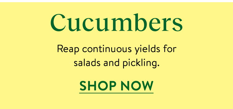 Cucumbers Seeds