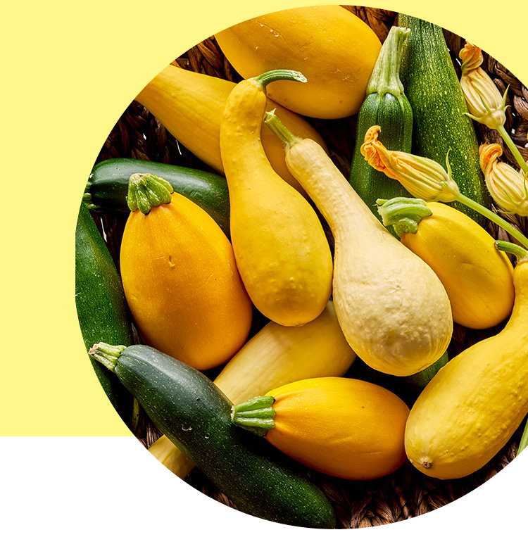 Summer Squash, Seeds