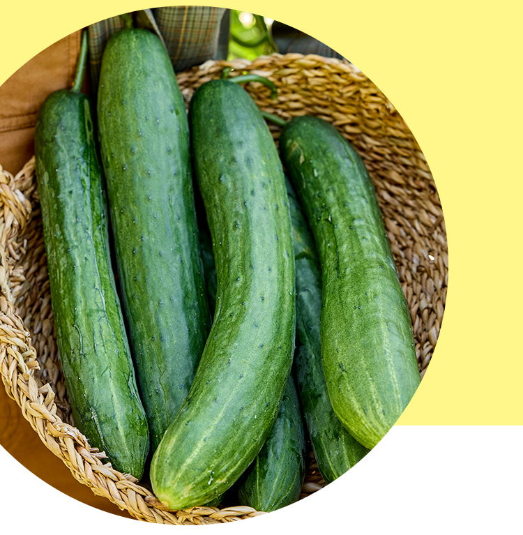 Cucumbers Seeds