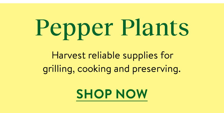 Pepper Plants