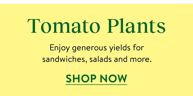 Tomato Plants