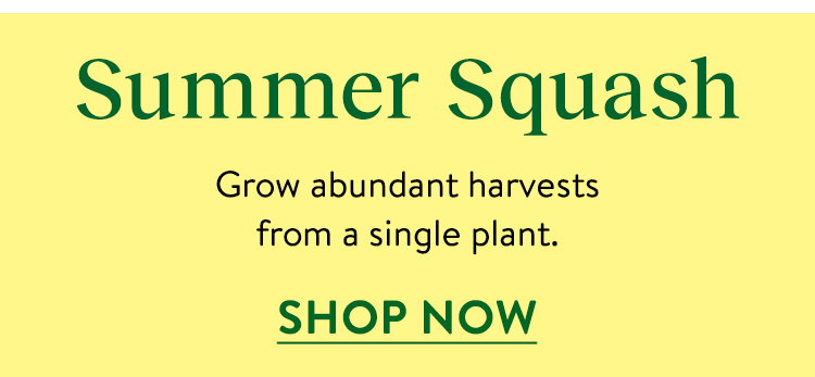 Summer Squash, Seeds