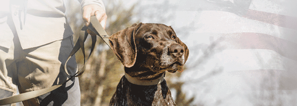 Dog on lead