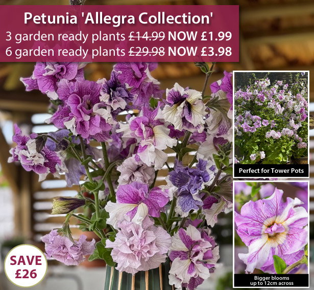 Petunia 'Allegra Collection'