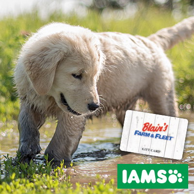 Image of dog playing in a puddle of water with IAMS logo and Blain's gift card