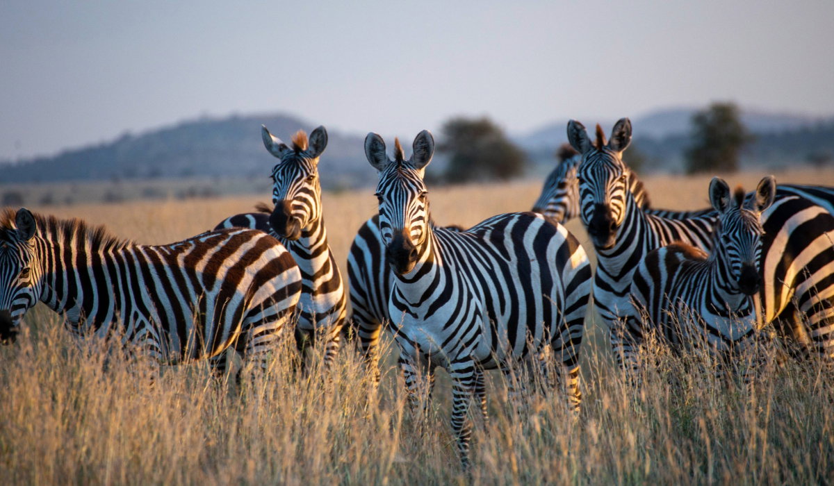 Tanzania Safari 