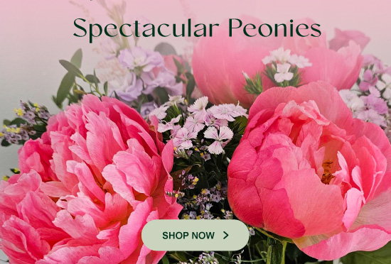 Spectacular-Peonies