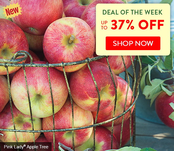Save 20% Sitewide