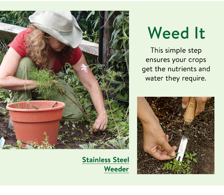 Burpee Stainless Steel Weeder