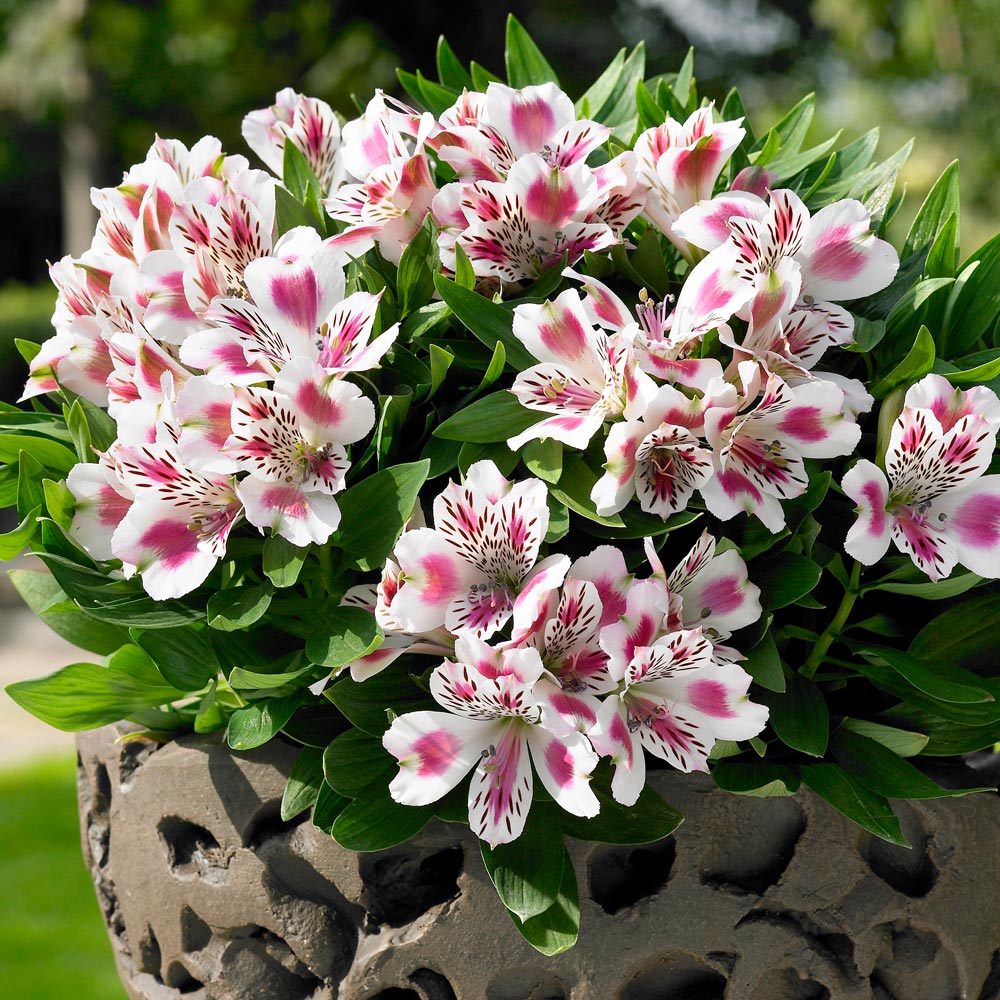 Alstroemeria 'White Pink Blush'