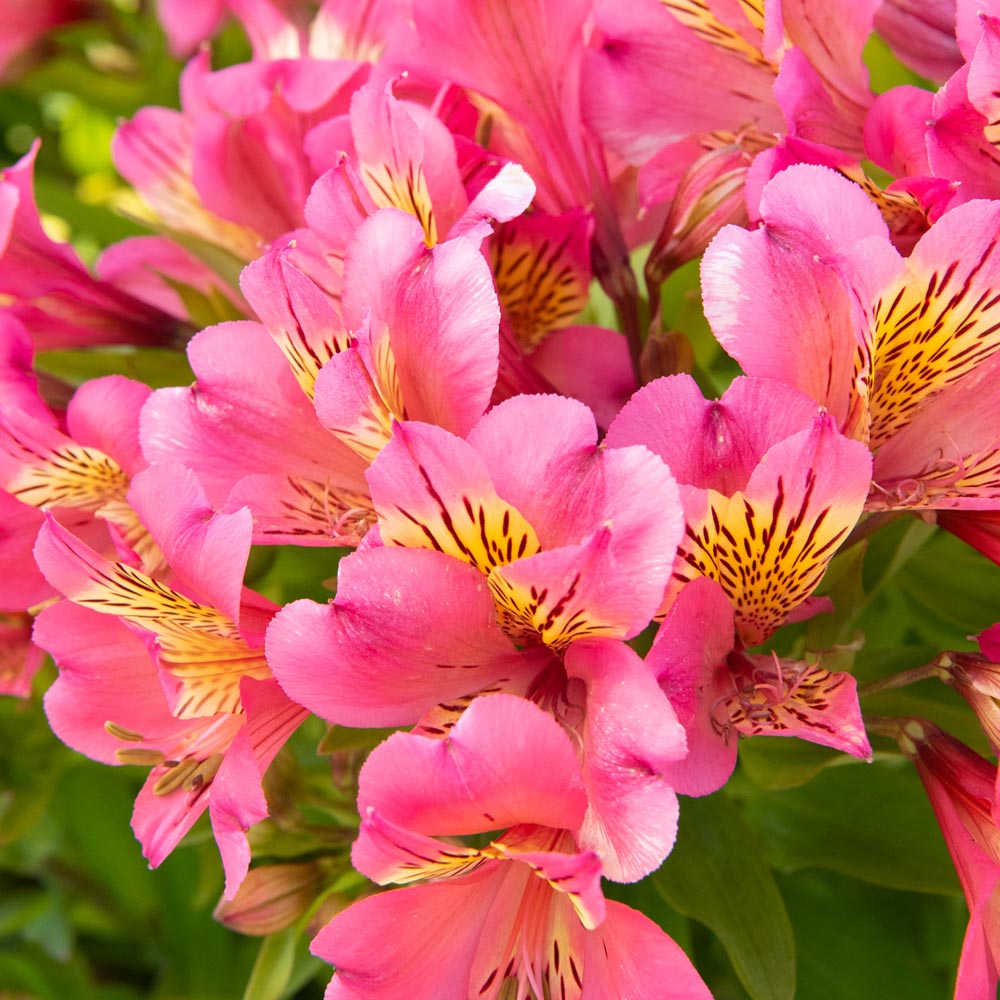 Alstroemeria 'Summer Rose'