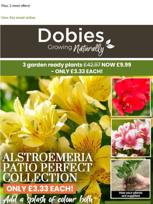 Jumbo Alstroemeria Plants - Only £3.33 each