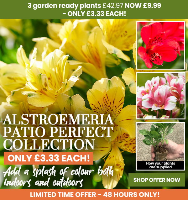 Alstroemeria Patio Perfect Collection