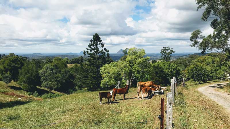 four cow farm's dry skin trio regimen for dry skin
