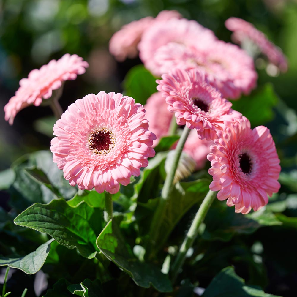 Gerbera 'Garvinea Sweet Pastry'
