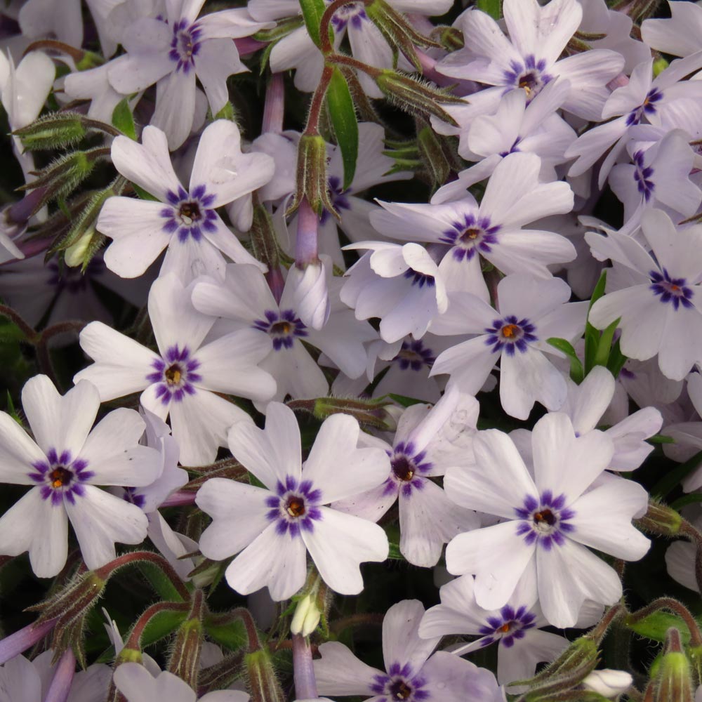 Phlox 'Pharao Blue Eye'