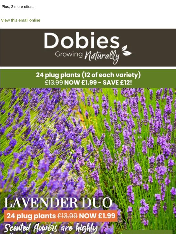 24 Scented Lavender Plants NOW £1.99! TODAY ONLY!