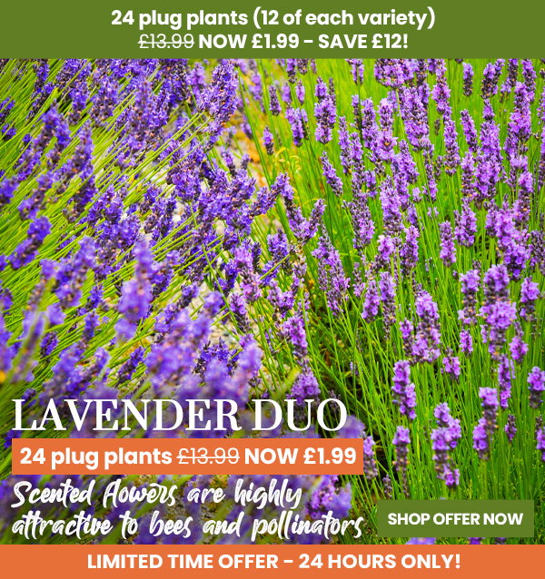 Lavender Duo