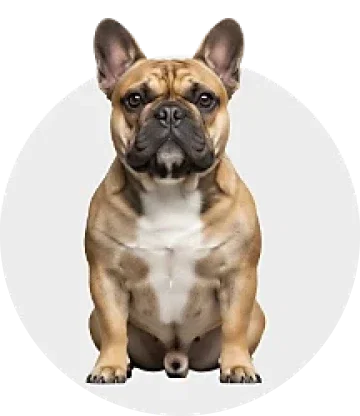 https://www.bigw.com.au/pet-food-pet-care-accessories/dog/c/740608