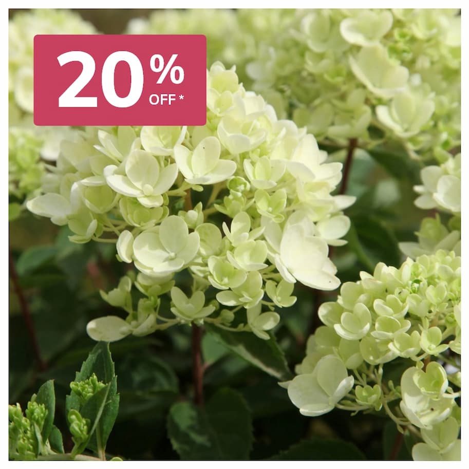 Hydrangea Paniculata Bombshell