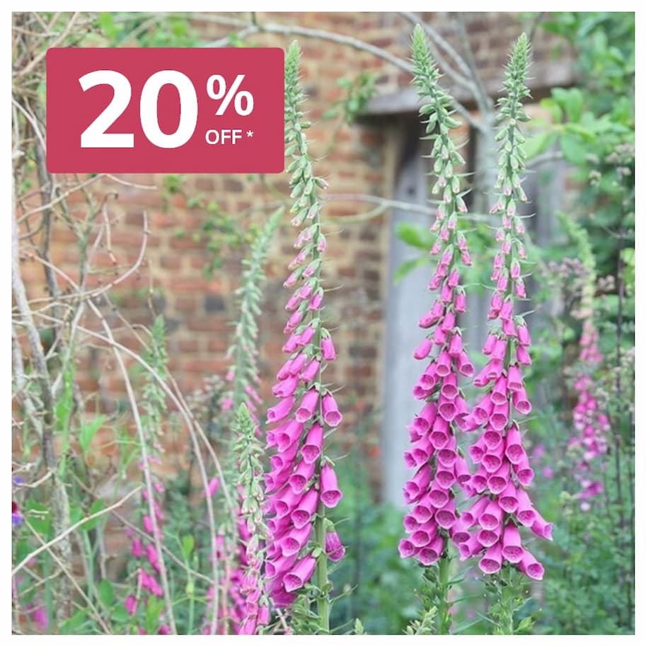 Digitalis Purpurea