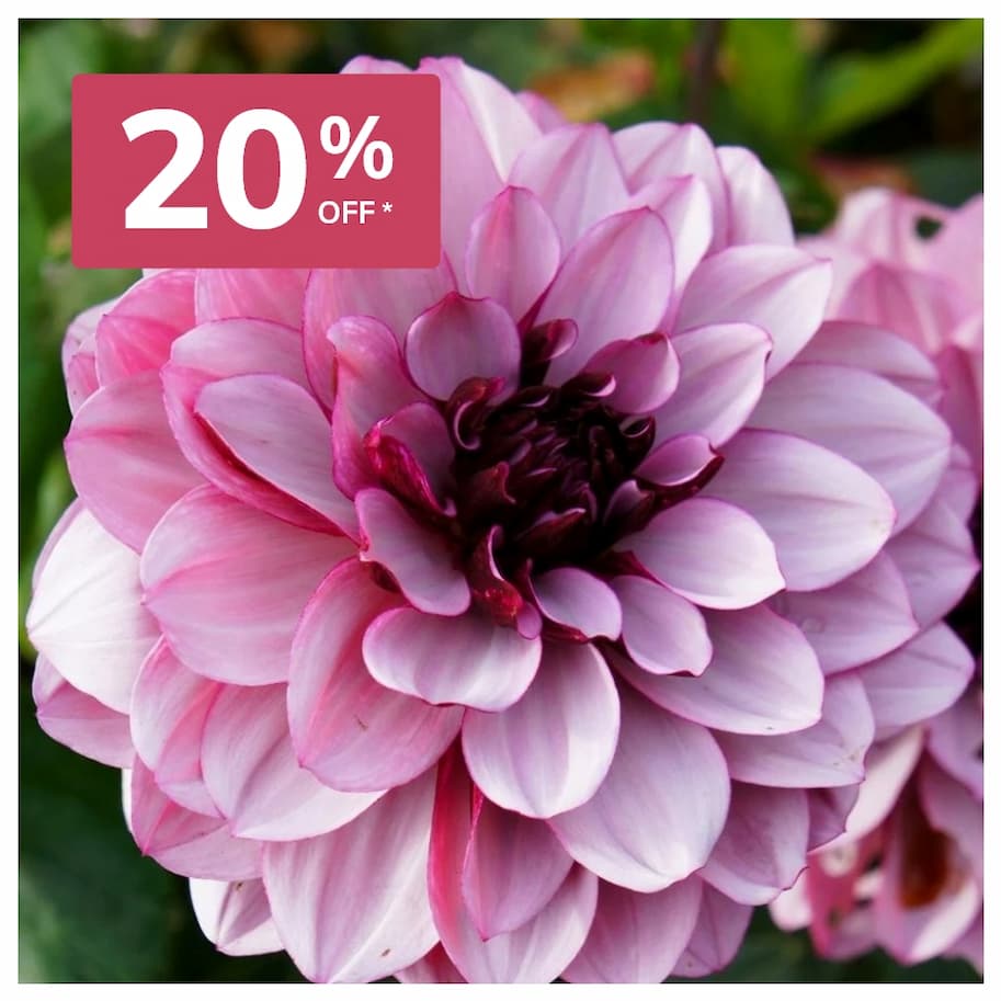Dahlia Crème de Cassis