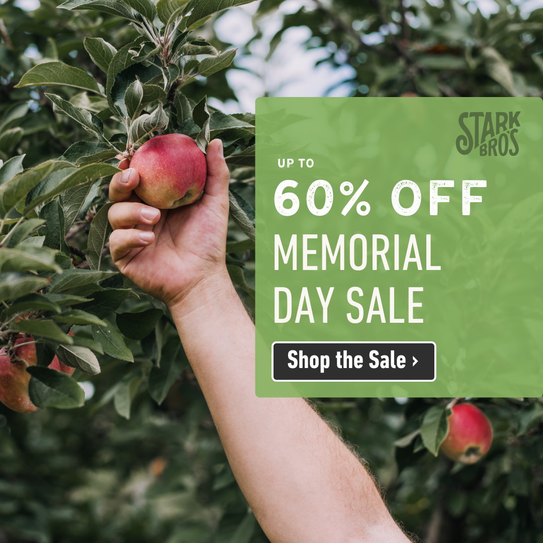Memorial Day Savings