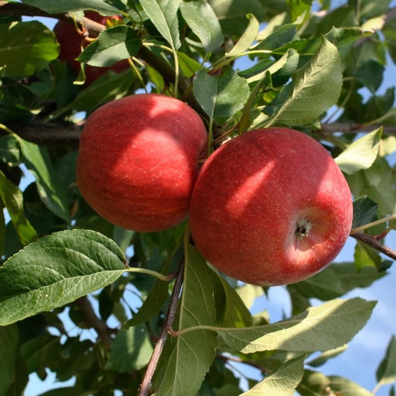 Image of Buckeye Gala® Apple