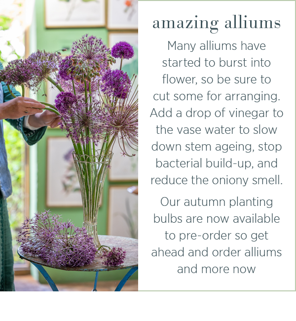 Amazing alliums