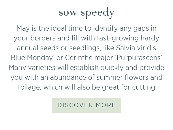 Sow speedy. May is the ideal time to identify any gaps in your borders and fill with fast-growing hardy annual seeds or seedlings, like Salvia viridis 'Blue Monday' or Cerinthe major 'Purpurascens'. Many varieties will establish quickly and provide you with an abundance of summer flowers and foliage, which will also be great for cutting. 