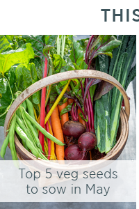 Top 5 vegetable seeds to sow in may