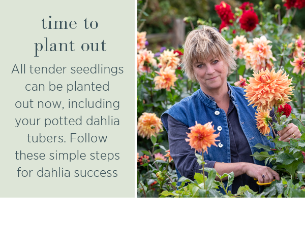 Time to plant out. All tender seedlings can be planted out now, including your potted dahlia tubers. Follow these simple steps for dahlia success.