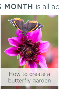 How to create a butterfly garden