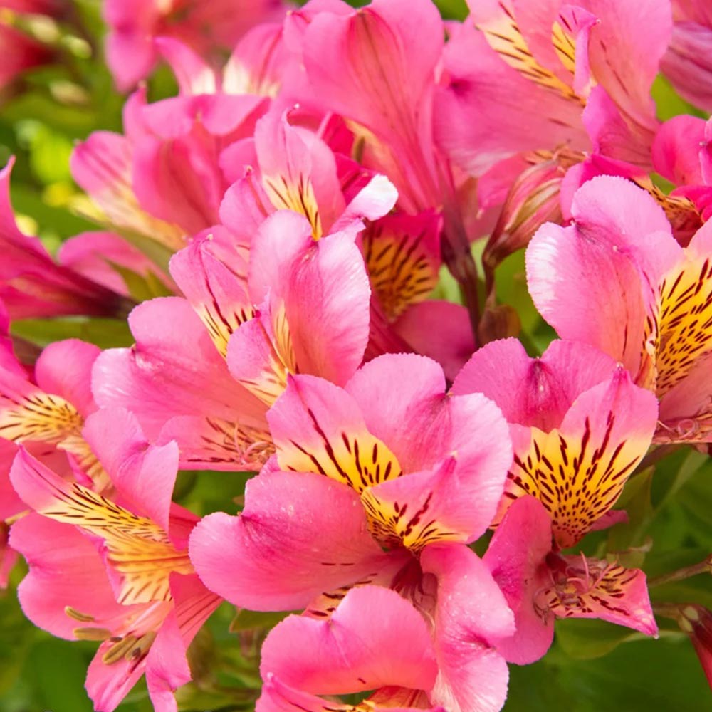 Alstroemeria 'Summer Rose'
