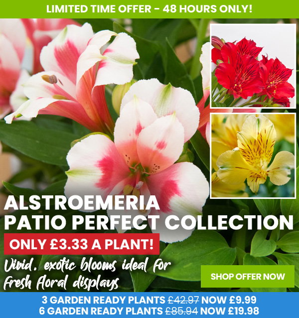 Alstroemeria Patio Perfect Collection