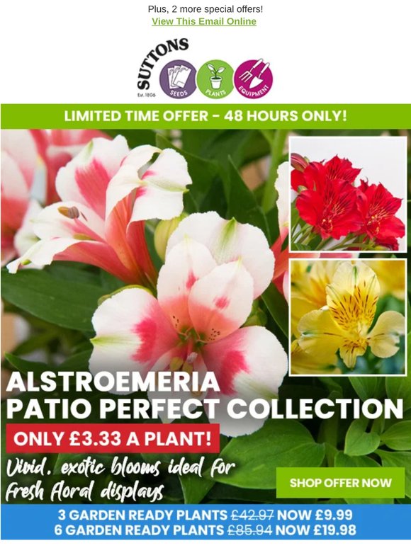 Jumbo Alstroemeria Plants - Only £3.33 each