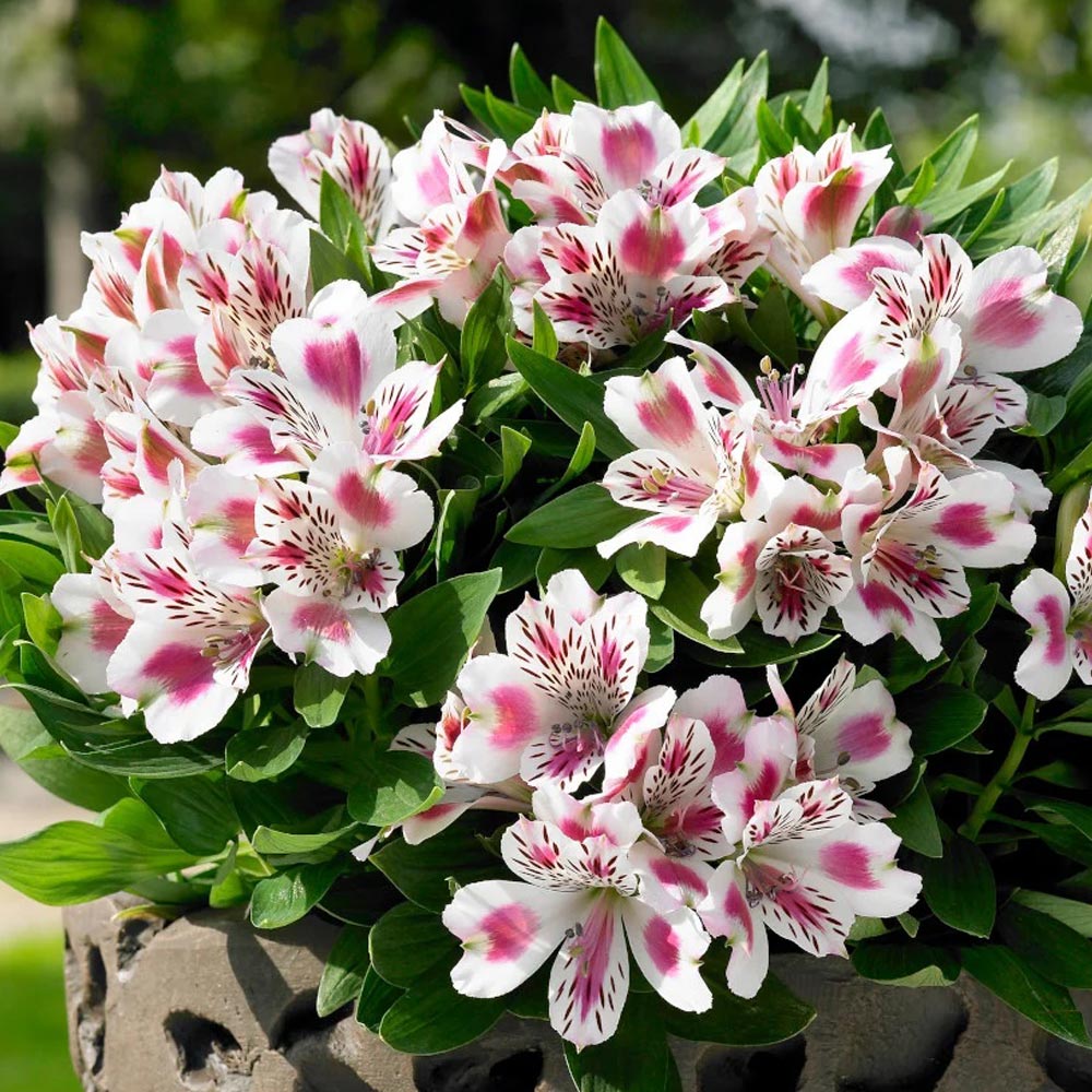 Alstroemeria 'White Pink Blush'