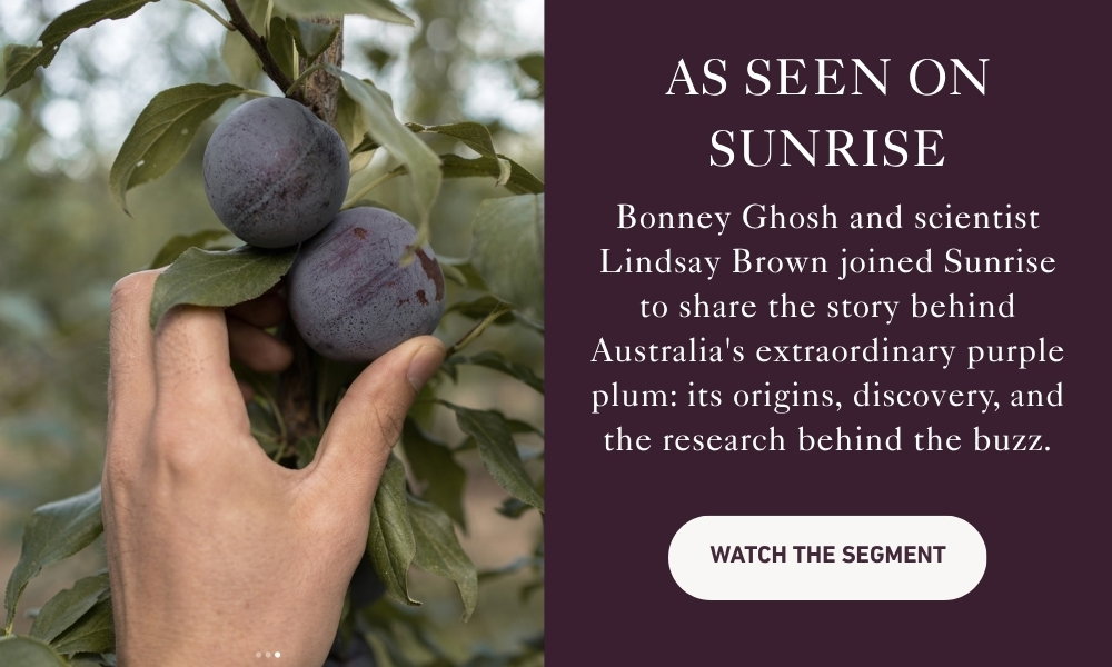 Aussie Plum With Promise | Sunrise