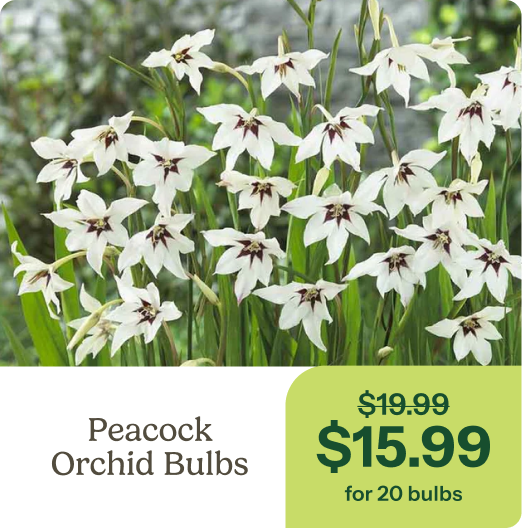 Peacock Orchid Bulbs