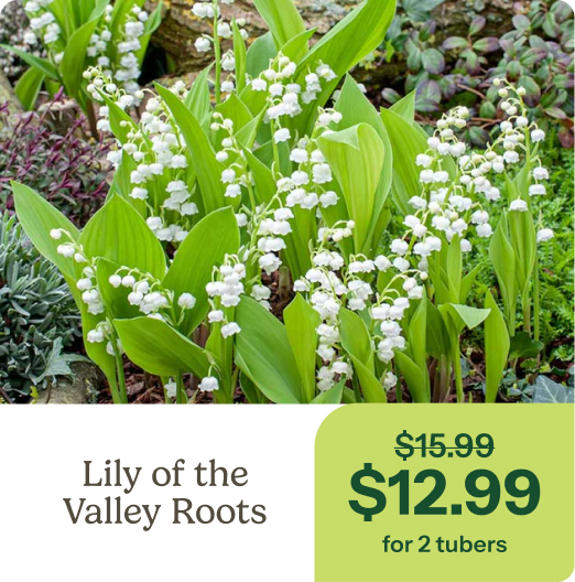 Lily of the Valley Roots