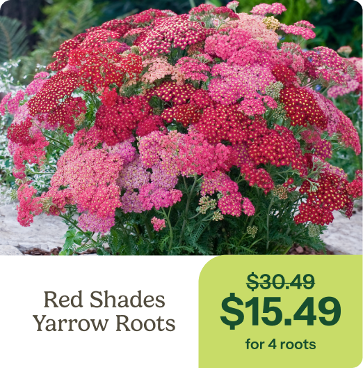 Red Shades Yarrow Roots