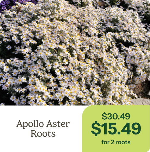 Apollo Aster Roots