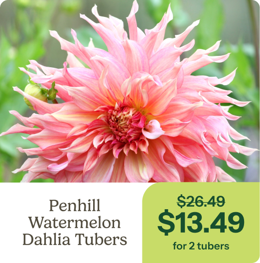 Penhill Watermelon Dahlia Tubers