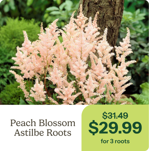 Peach Blossom Astilbe Roots