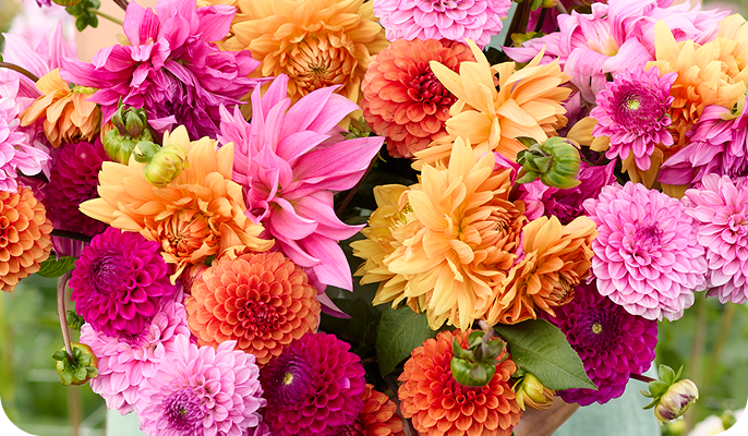 Hearts on Fire Dahlia Mix