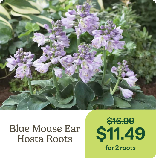 Blue Mouse Ears Hosta Roots