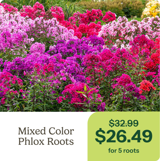 Mixed Color Phlox Roots